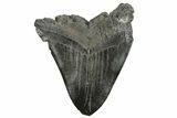 Huge, Fossil Megalodon Tooth - South Carolina #226644-2